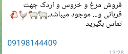 فروش مرغ، خروس و اردک جهت قربانی با تماس آسان 📞🐔🐓🦆